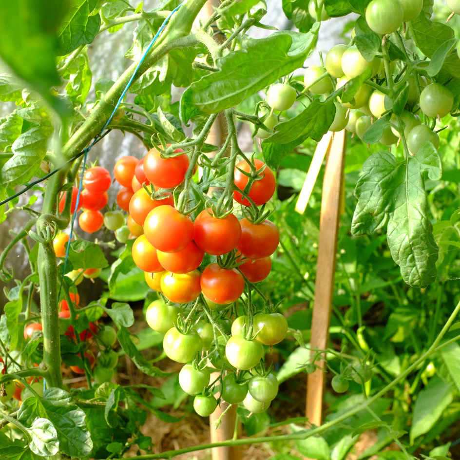 la-bo-te-graines-tomate-cerise-graines-l-gumes-bio-mi-pr-coce image 4