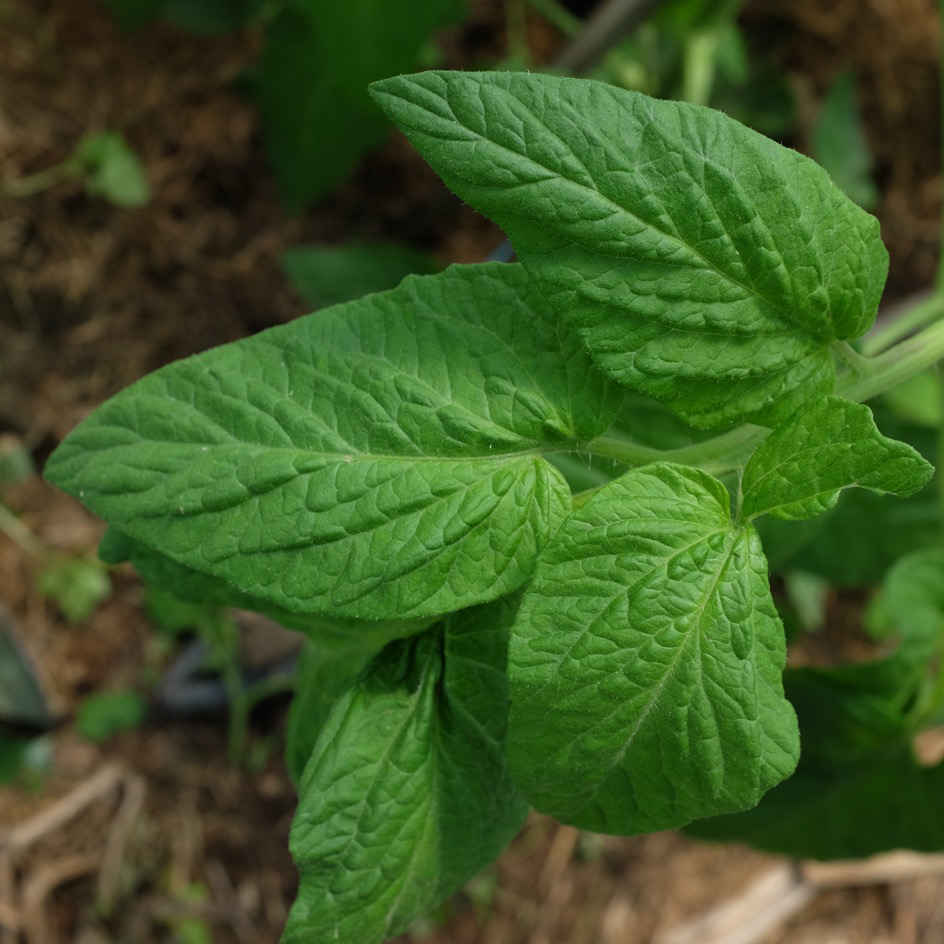 la-bo-te-graines-tomate-colgar-graines-bio-conservation image 2