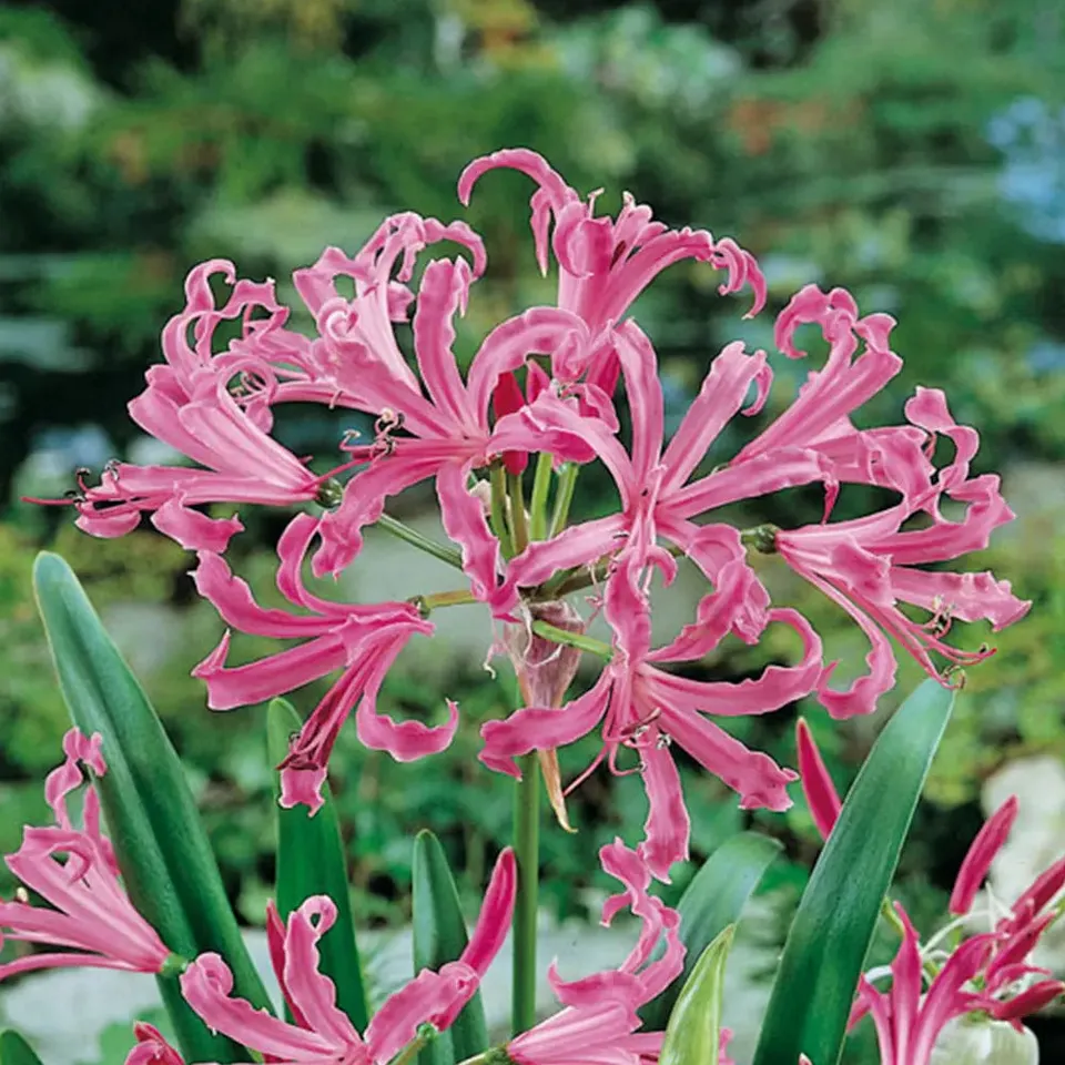 ferme-de-sainte-marthe-n-rine-bowdenii-albivitta-bulbe-fleurs image 1