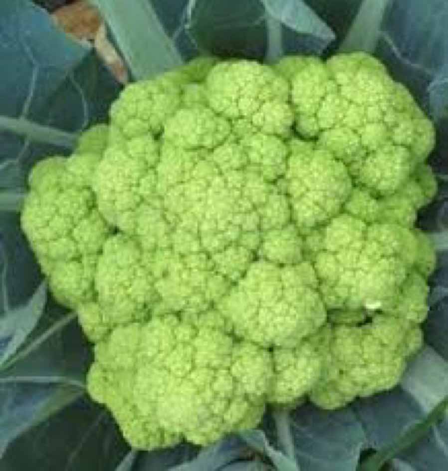 la-bo-te-graines-chou-fleur-verde-di-macerata-graines-bio-vert image 1