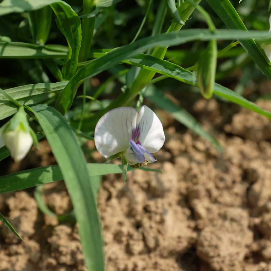 la-bo-te-graines-gesse-pois-carr-l-gumineuse-bio image 3