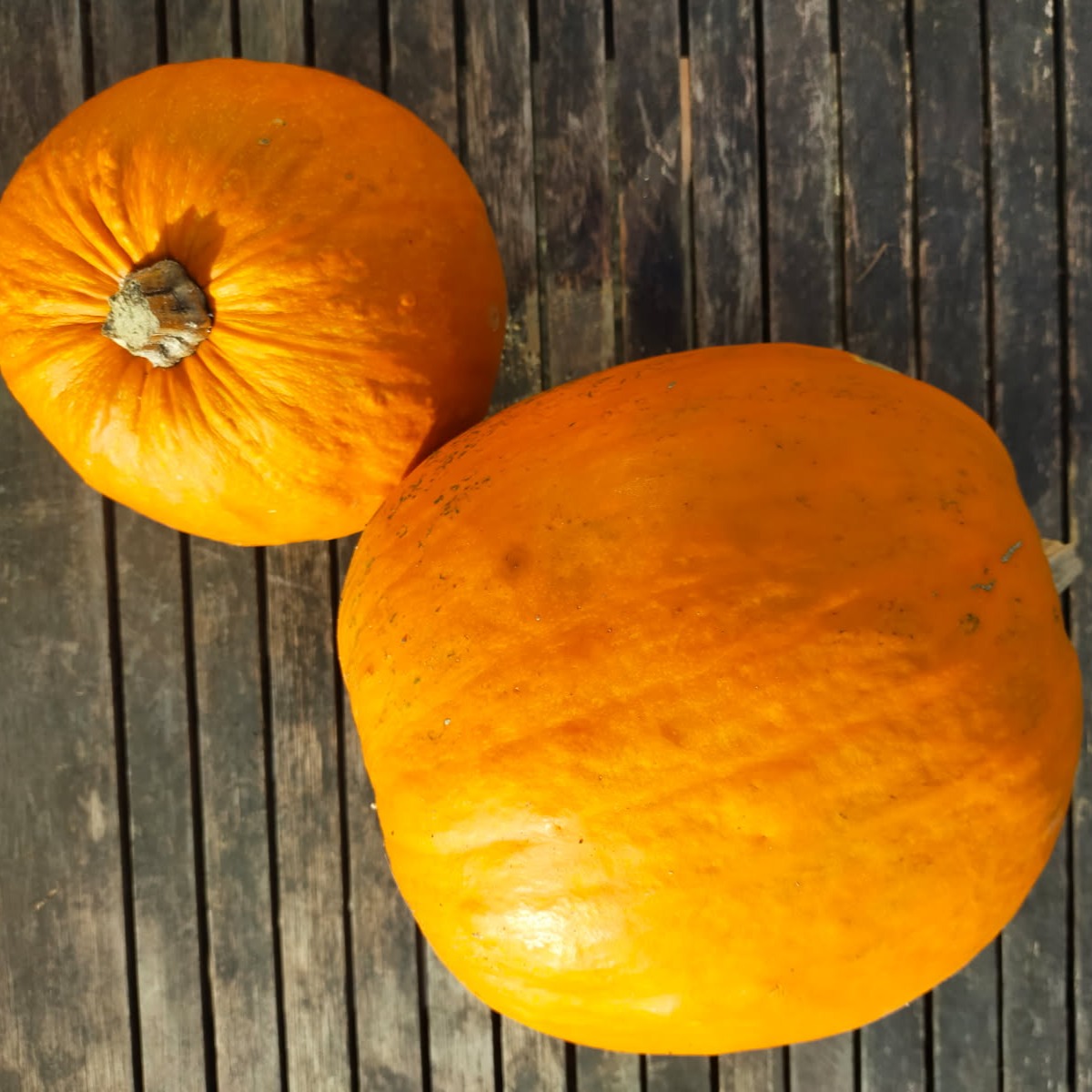 les-semences-de-l-ombelle-jack-o-lantern-bio-graines-de-courge-orange image 2