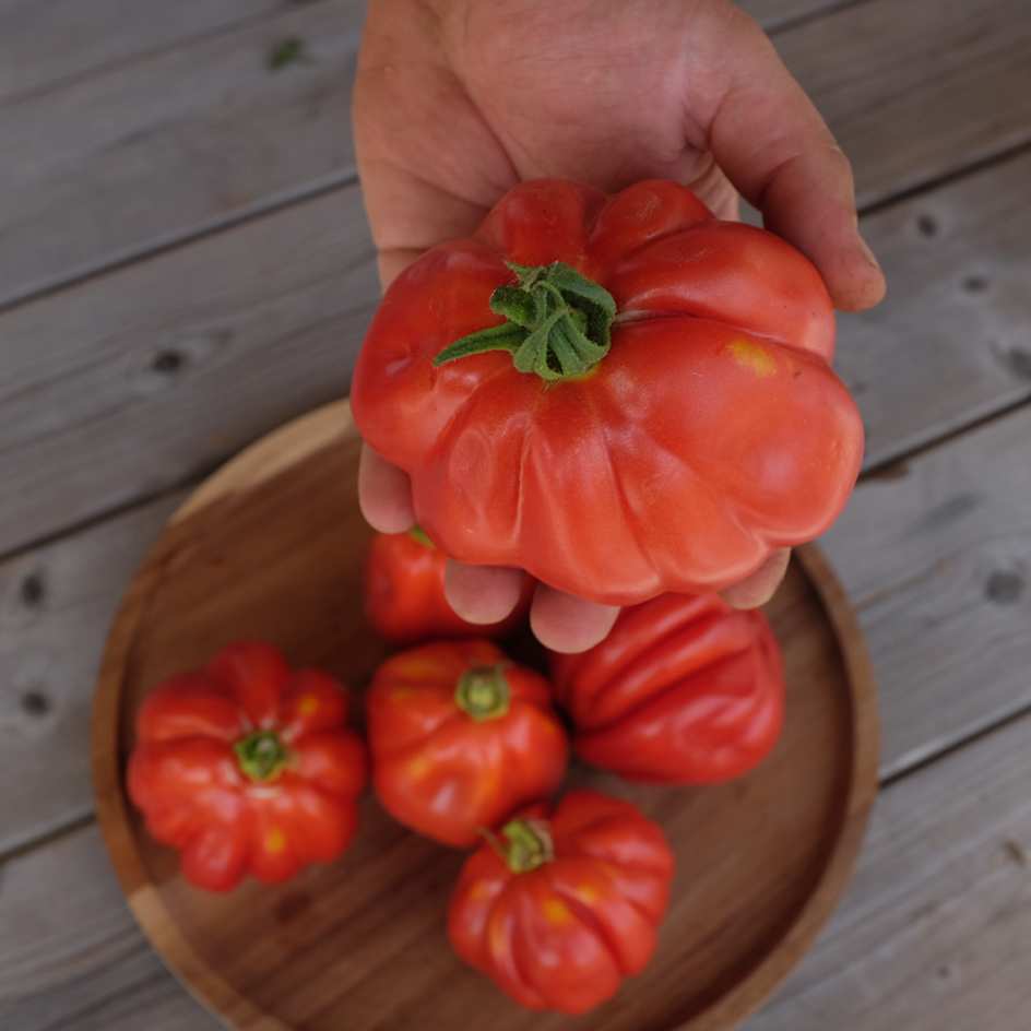 la-bo-te-graines-tomate-goldman-s-italian-american-bio-sauce image 3