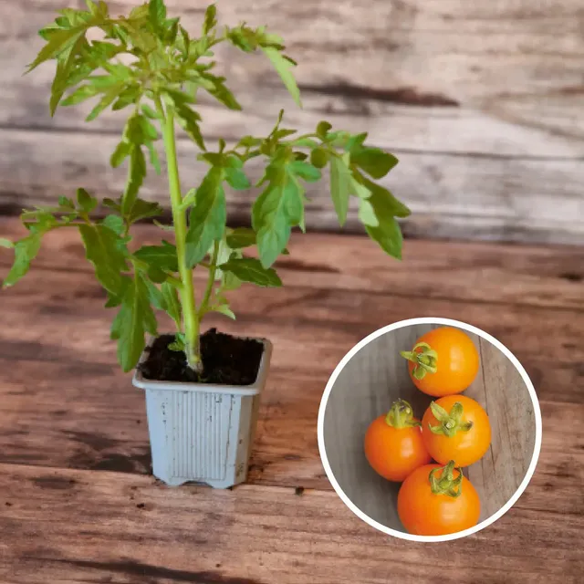 ferme-de-sainte-marthe-plants-bio-orange-bourgoin-plant-tomate-sucr-e image 1