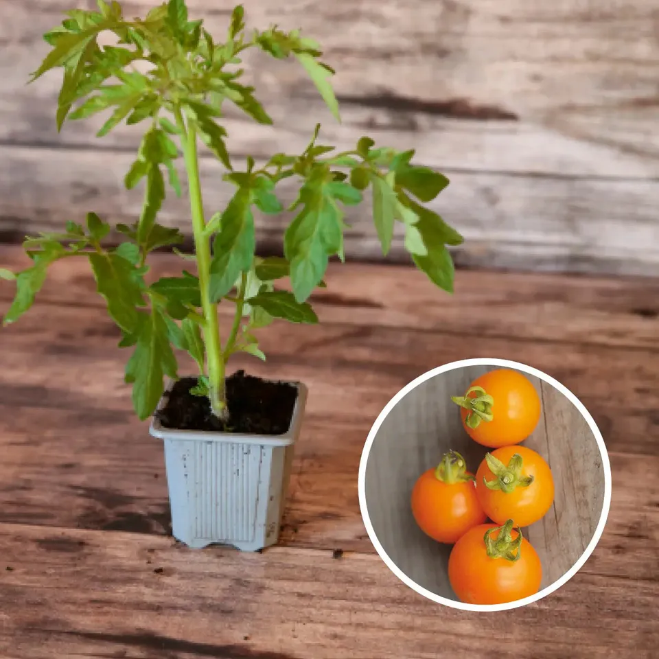 ferme-de-sainte-marthe-plants-bio-orange-bourgoin-plant-tomate-sucr-e image 1