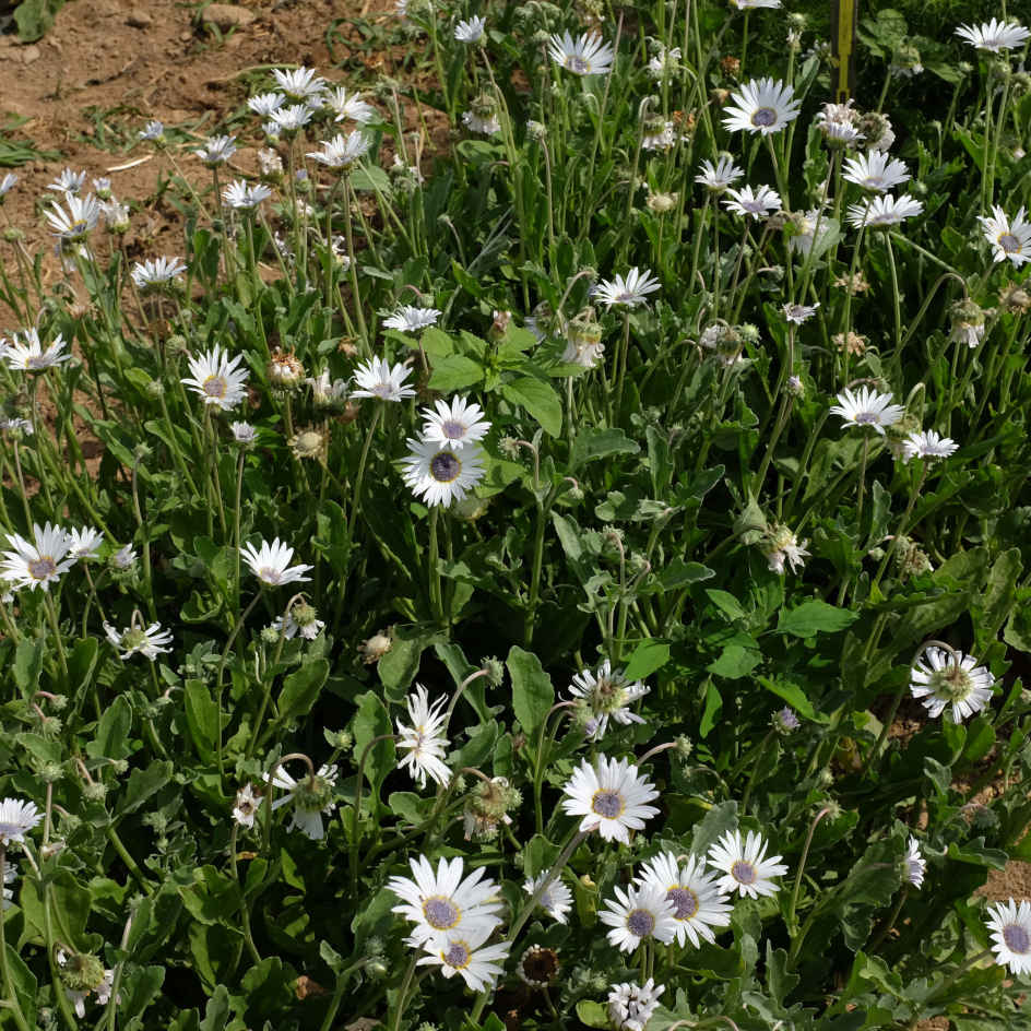 la-bo-te-graines-marguerite-africaine-bio-graines-fleurs-blanche image 2