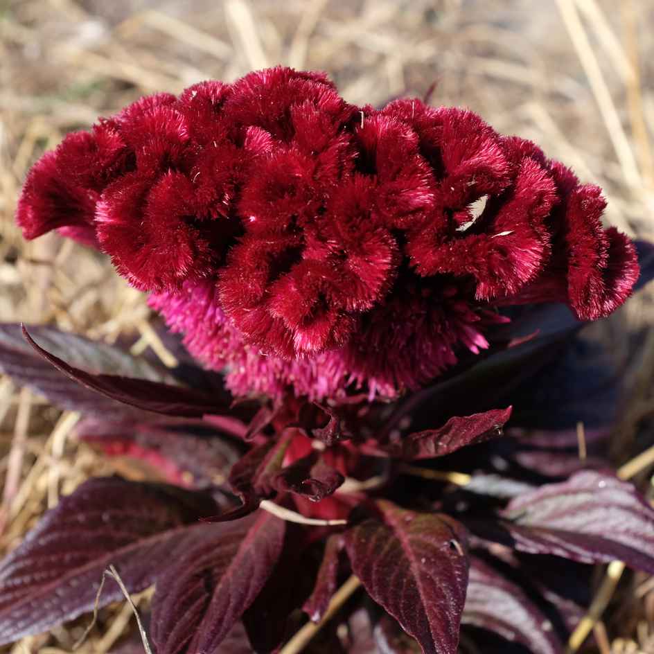 la-bo-te-graines-c-losie-dracula-graines-fleurs-bio-violet image 3