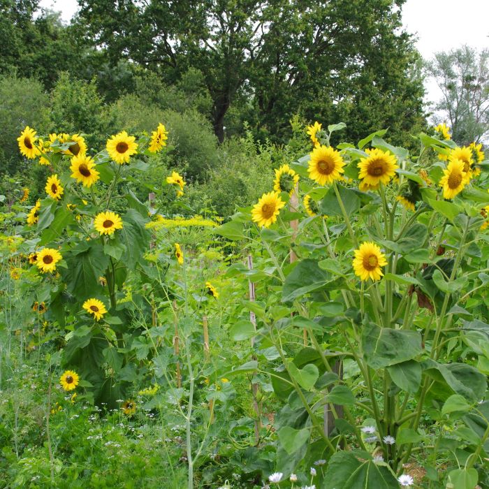 les-semences-de-l-ombelle-tournesol-multifleurs-graines-bio-plein-soleil image 2