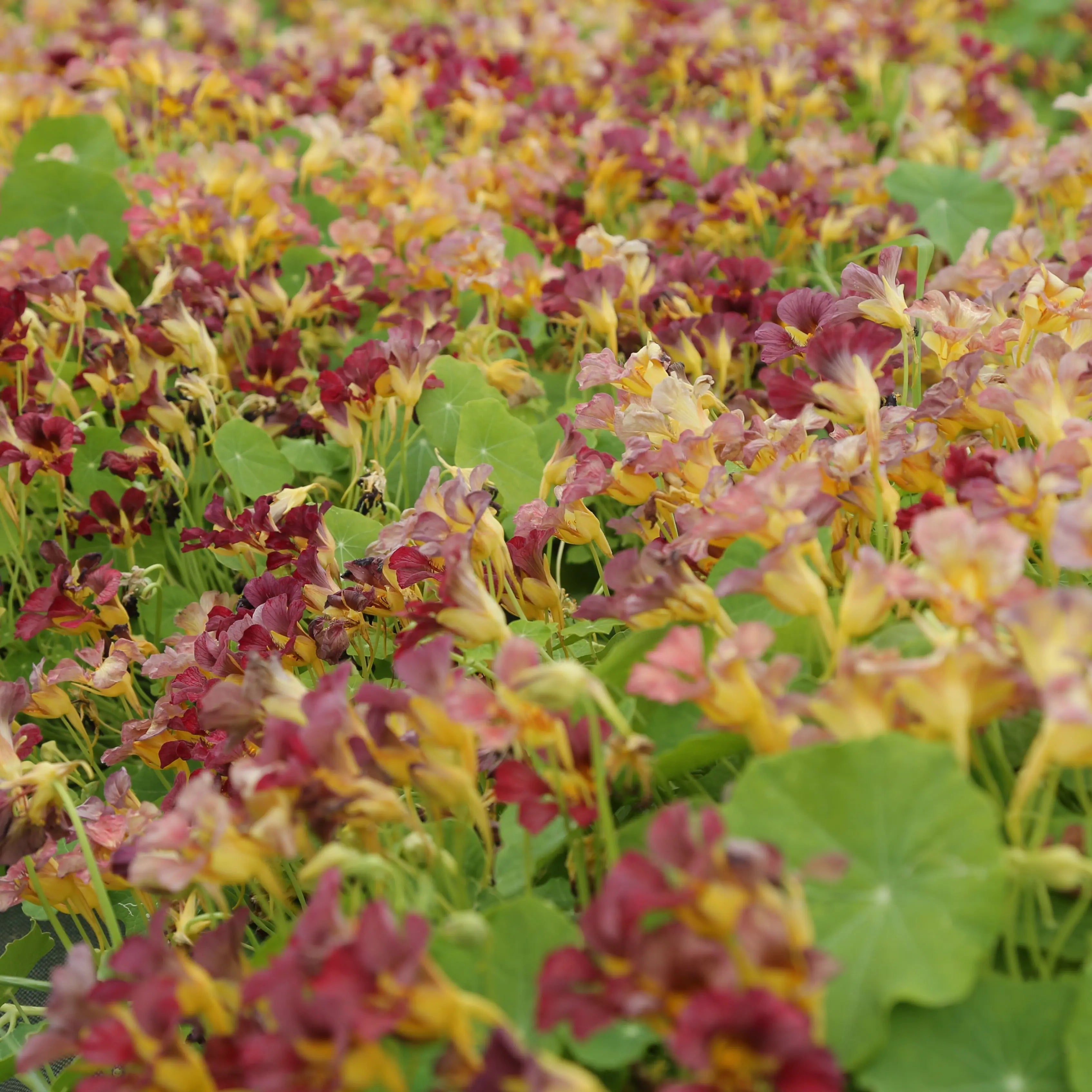 ferme-de-sainte-marthe-plants-bio-purple-emperor-plant-capucine-naine image 2