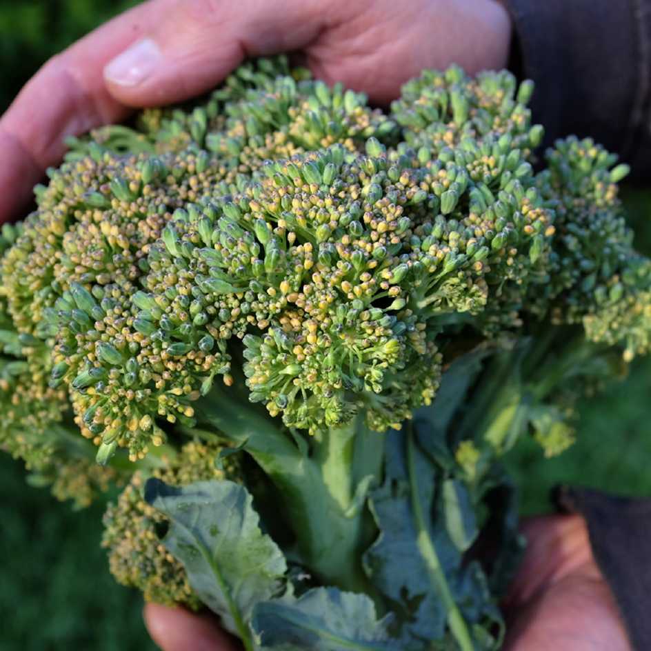 la-bo-te-graines-graines-l-gumes-chou-brocolis-ramoso-calabrese-bio-pr-coce image 2