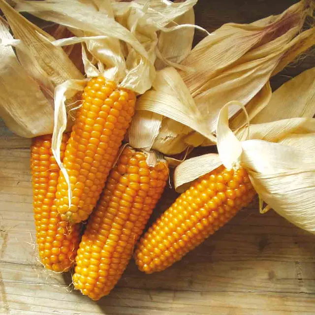 ferme-de-sainte-marthe-mergoscia-ma-s-polenta-bio image 1