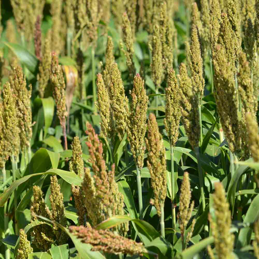 ferme-de-sainte-marthe-sorgho-iowa-sweet-graines-fleurs-bio-3-m image 1