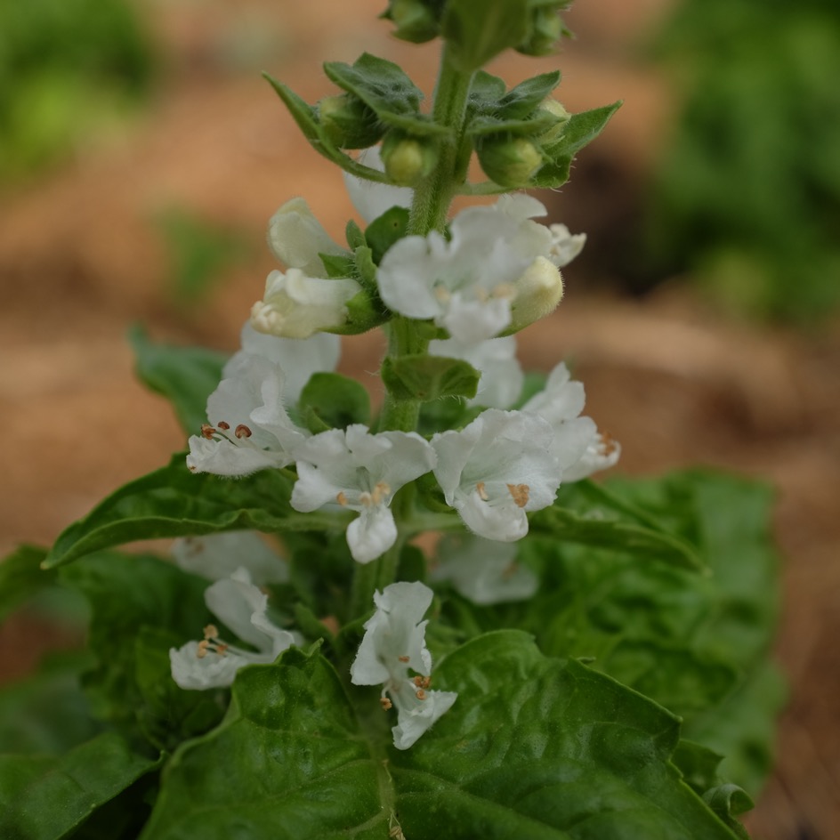 la-bo-te-graines-graines-aromatiques-basilic-mammouth-bio-graines image 2