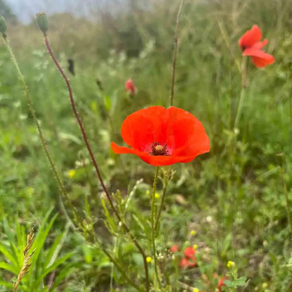 ferme-de-sainte-marthe-coquelicot-rouge-graines-fleurs-bio image 1