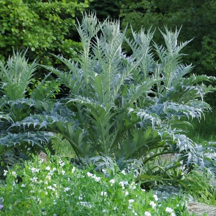 les-semences-de-l-ombelle-plein-blanc-graines-de-cardon-bio image 1
