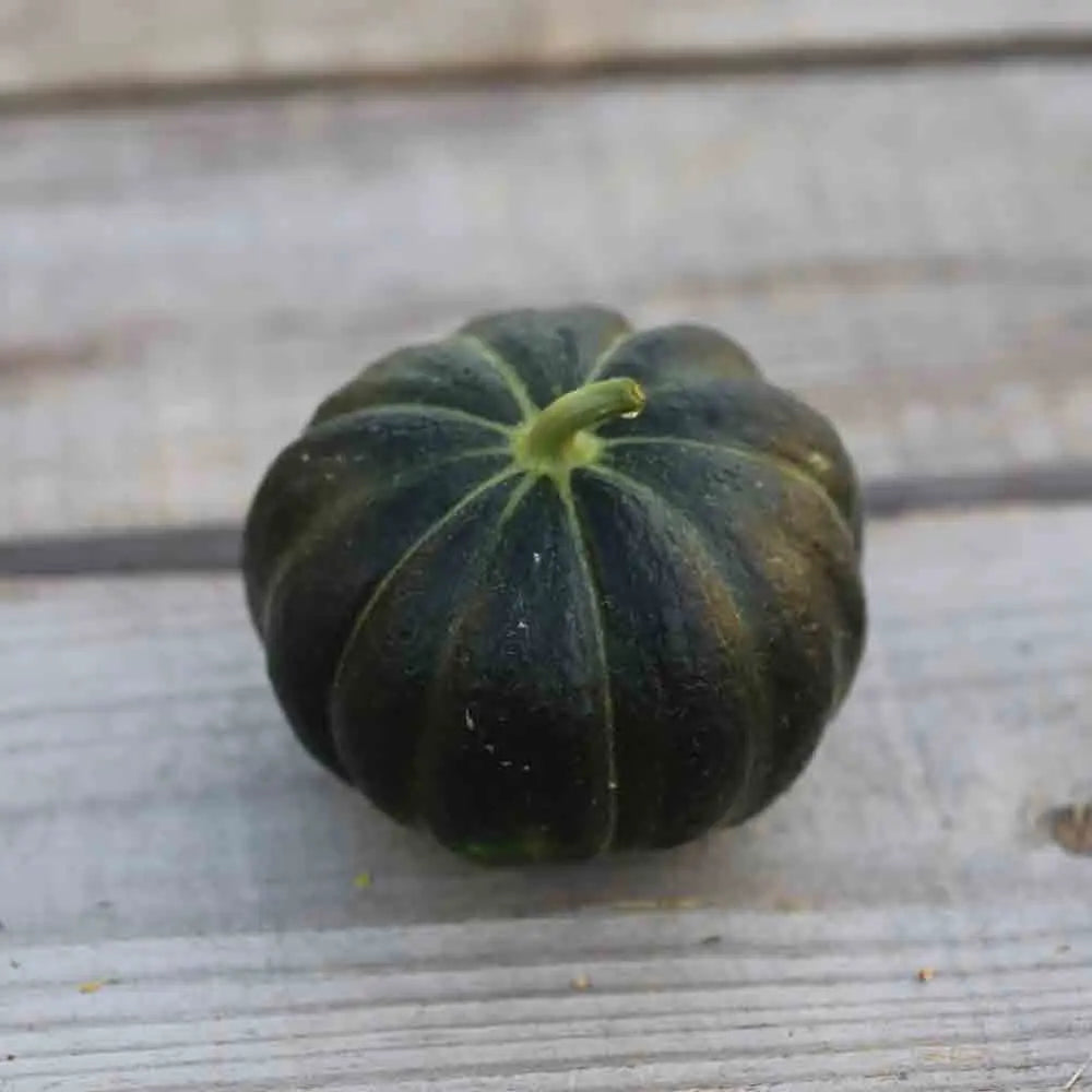 ferme-de-sainte-marthe-noir-des-carmes-graines-de-melon-bio image 1