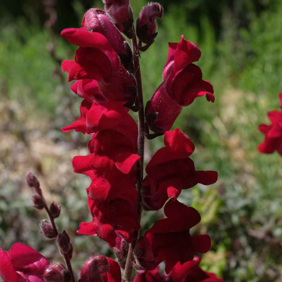 la-bo-te-graines-muflier-black-prince-graines-fleurs-bio-bordeaux image 3