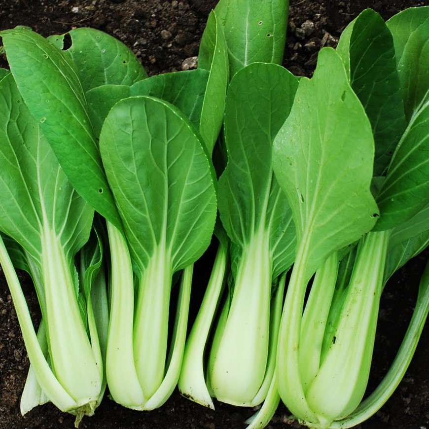 la-bo-te-graines-graines-l-gumes-chou-pak-cho-ta-sa-bio-rosette image 1