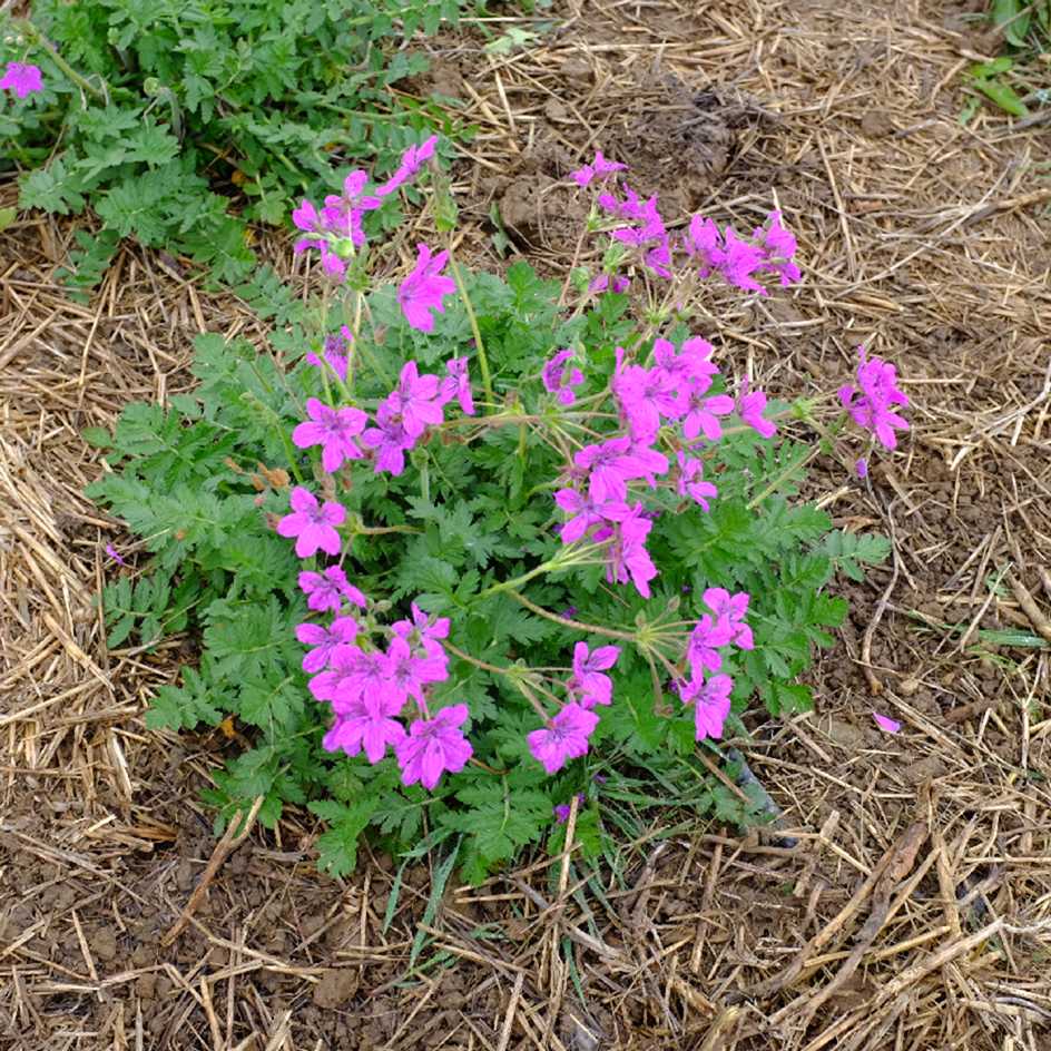 la-bo-te-graines-erodium-manescavii-graines-fleurs-bio-vivace image 2