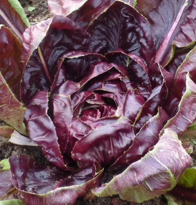 les-semences-de-l-ombelle-rouge-de-v-rone-bio-graines-chicor-e image 1