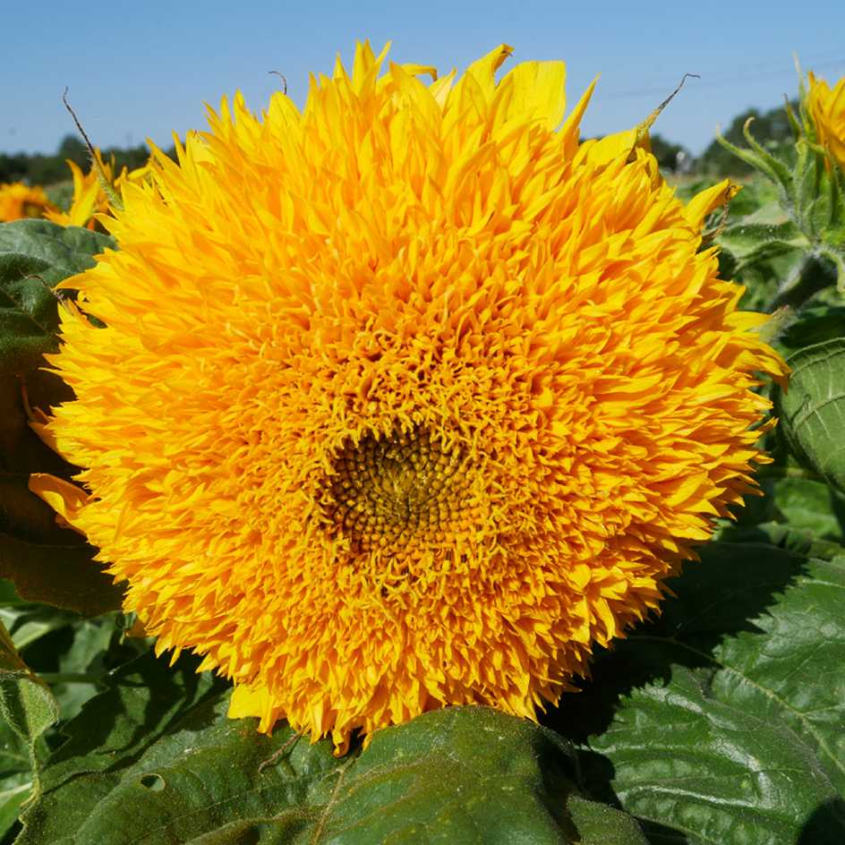 la-bo-te-graines-tournesol-teddy-bear-bio-graines-fleurs image 2
