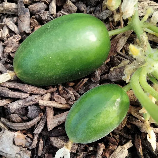 la-bo-te-graines-graines-l-gumes-cornichon-russe-bio-pr-coce image 1