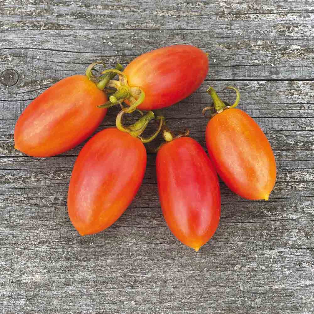 ferme-de-sainte-marthe-maglia-rossa-graines-tomate-cerise-bio image 1