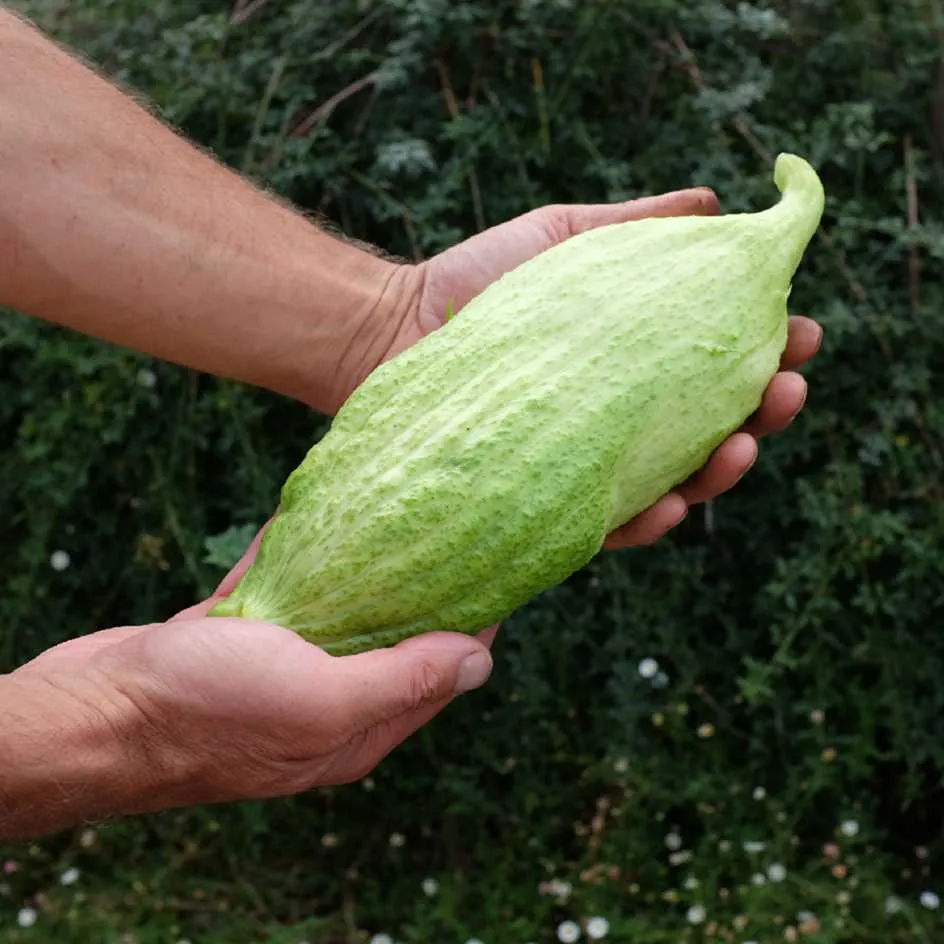 la-bo-te-graines-cyclanth-re-g-ante-graines-bio-gros-fruits image 1