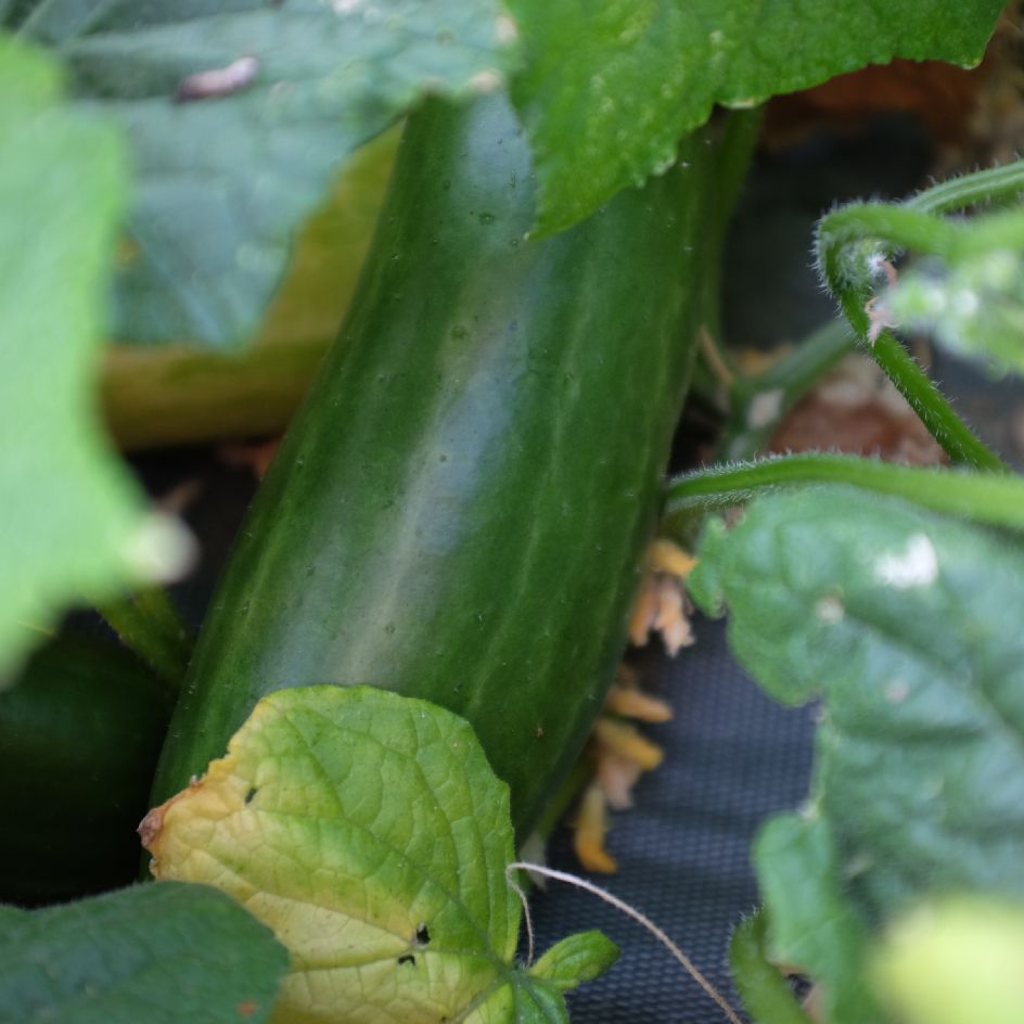 la-bo-te-graines-concombre-vert-long-mara-cher-bio-graines image 2