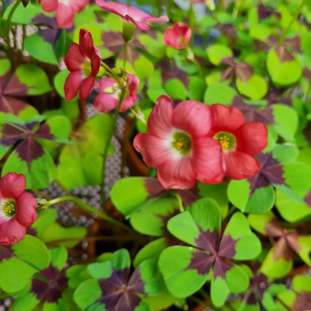 ferme-de-sainte-marthe-bulbes-oxalis-iron-cross-ab-bulbe-fleur-vivace image 1