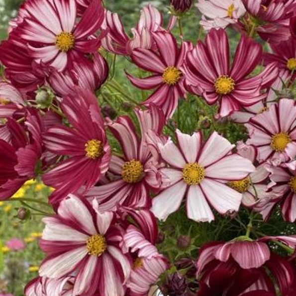 la-bo-te-graines-cosmos-velouette-graines-fleurs-bio-bordeaux image 2