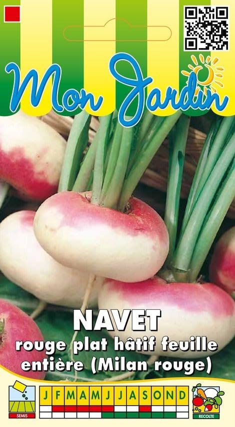 graines-bocquet-navet-rouge-plat-h-tif-graines-5-g-racine image 1