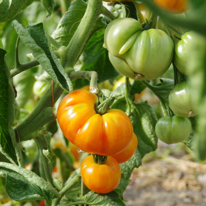 les-semences-de-l-ombelle-tomate-ananas-bio-graines-tomate image 2