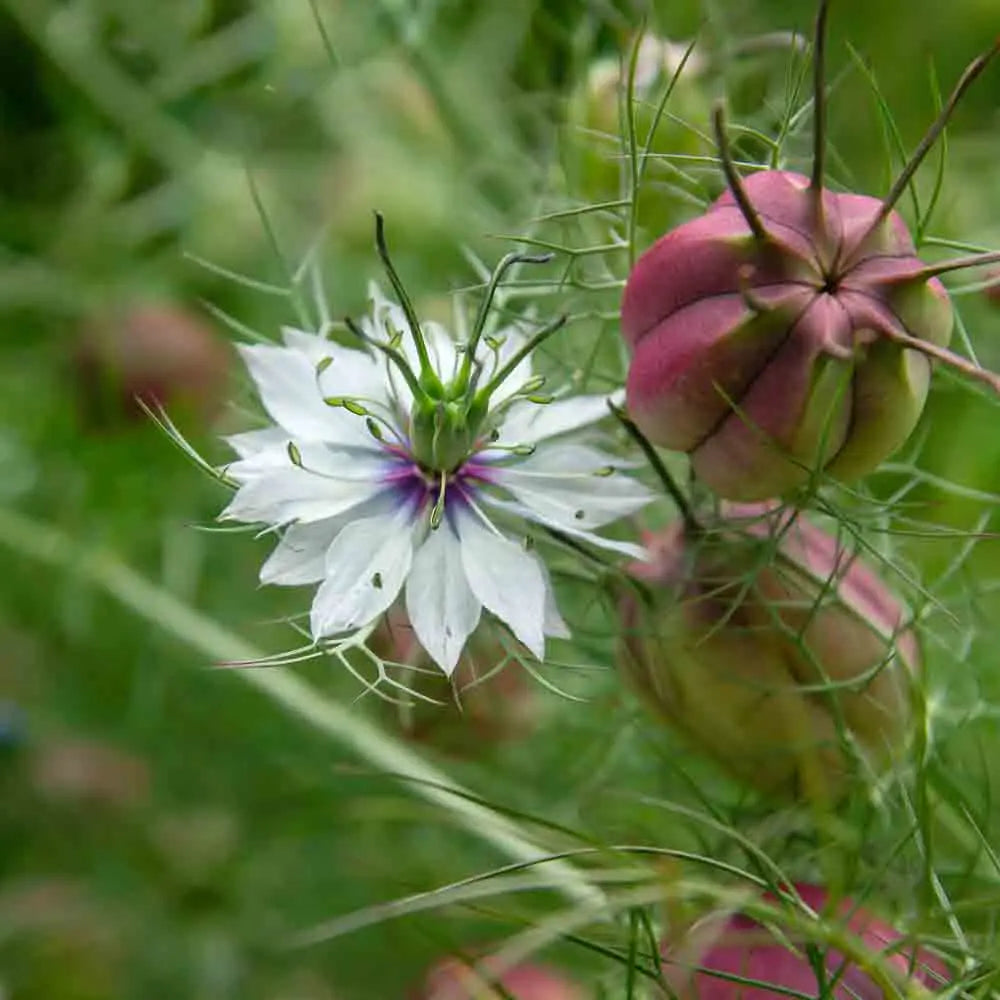 ferme-de-sainte-marthe-nigelle-de-damas-blanche-graines-fleurs-bio-sachet image 1
