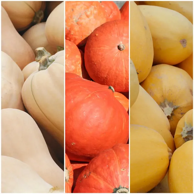 ferme-de-sainte-marthe-trio-de-courges-assortiment-graines-3-sachets image 1