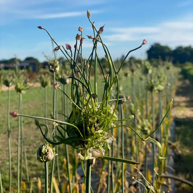 ferme-de-sainte-marthe-ail-rocambole-10-bulbilles-bio-planter image 1