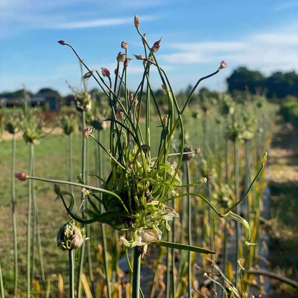 ferme-de-sainte-marthe-ail-rocambole-10-bulbilles-bio-planter image 1