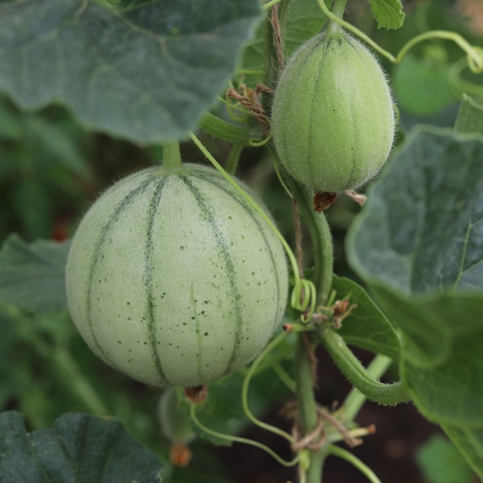 les-semences-de-l-ombelle-melon-charentais-cantaloup-vedrantais-bio-graines image 1