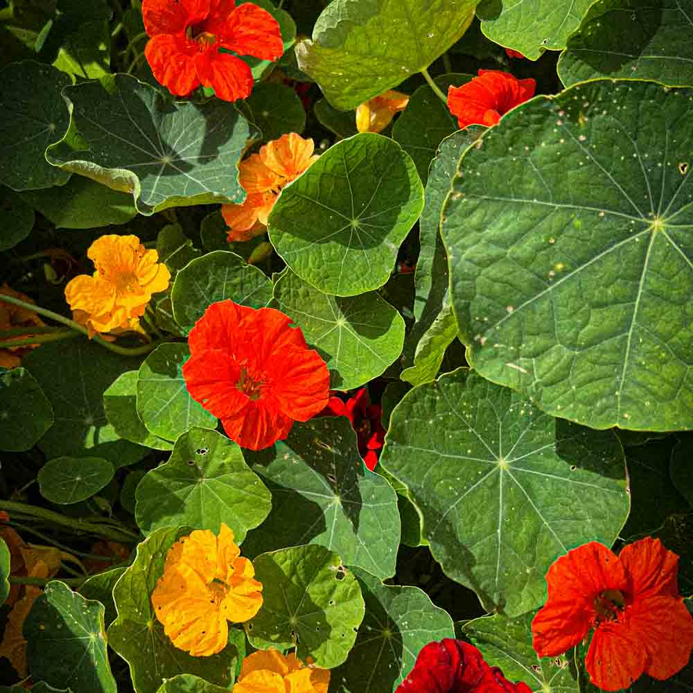 ferme-de-sainte-marthe-capucine-grande-grimpante-plant-bio-vari image 2