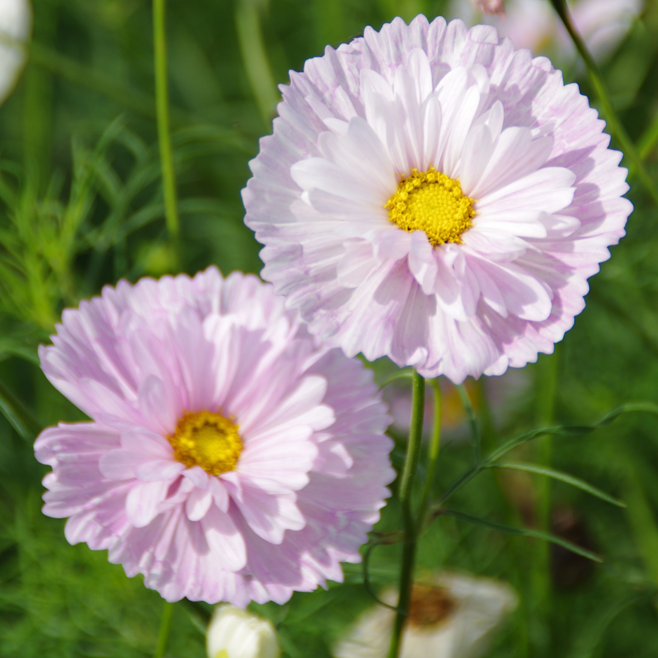 les-semences-de-l-ombelle-cosmos-cupcake-blush-graines-fleurs-bio image 2