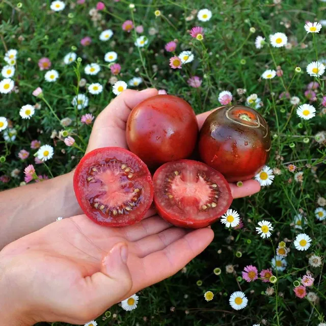 la-bo-te-graines-tomate-de-barao-black-bio-graines-salade image 1