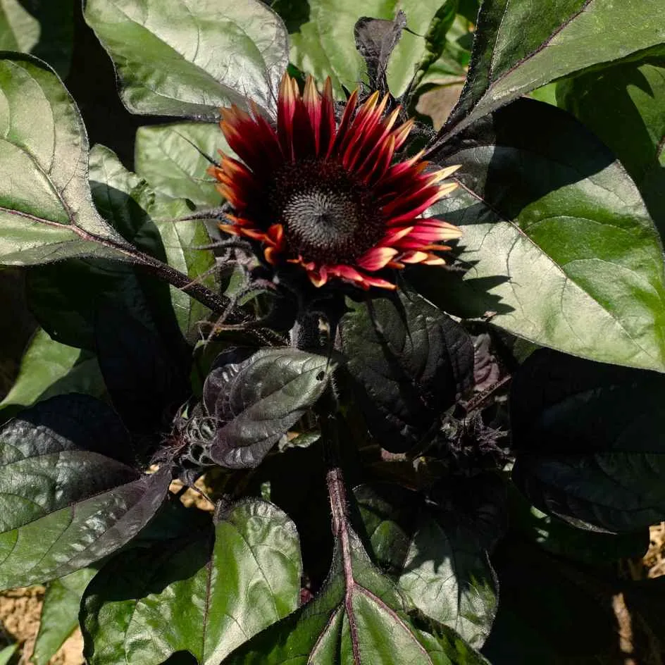 la-bo-te-graines-tournesol-mrs-mars-bio-graines-fleurs image 1
