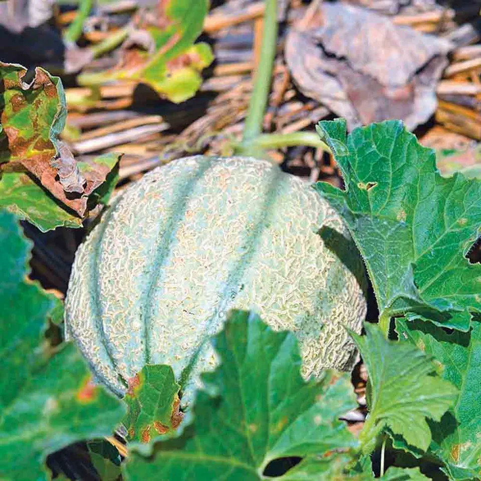 ferme-de-sainte-marthe-melon-retato-degli-ortolani-graines-bio-2-kg image 1
