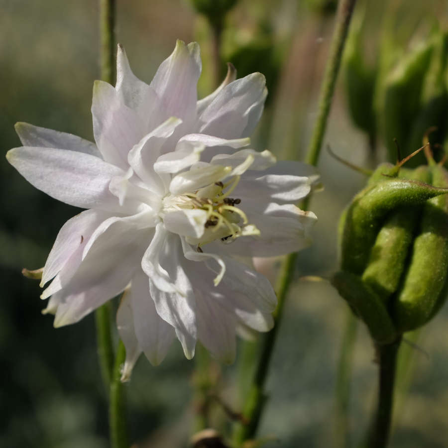 la-bo-te-graines-ancolie-green-apple-graines-fleurs-bio-rustique image 3