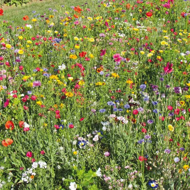 ferme-de-sainte-marthe-gazon-japonais-graines-fleurs-en-m-lange image 1