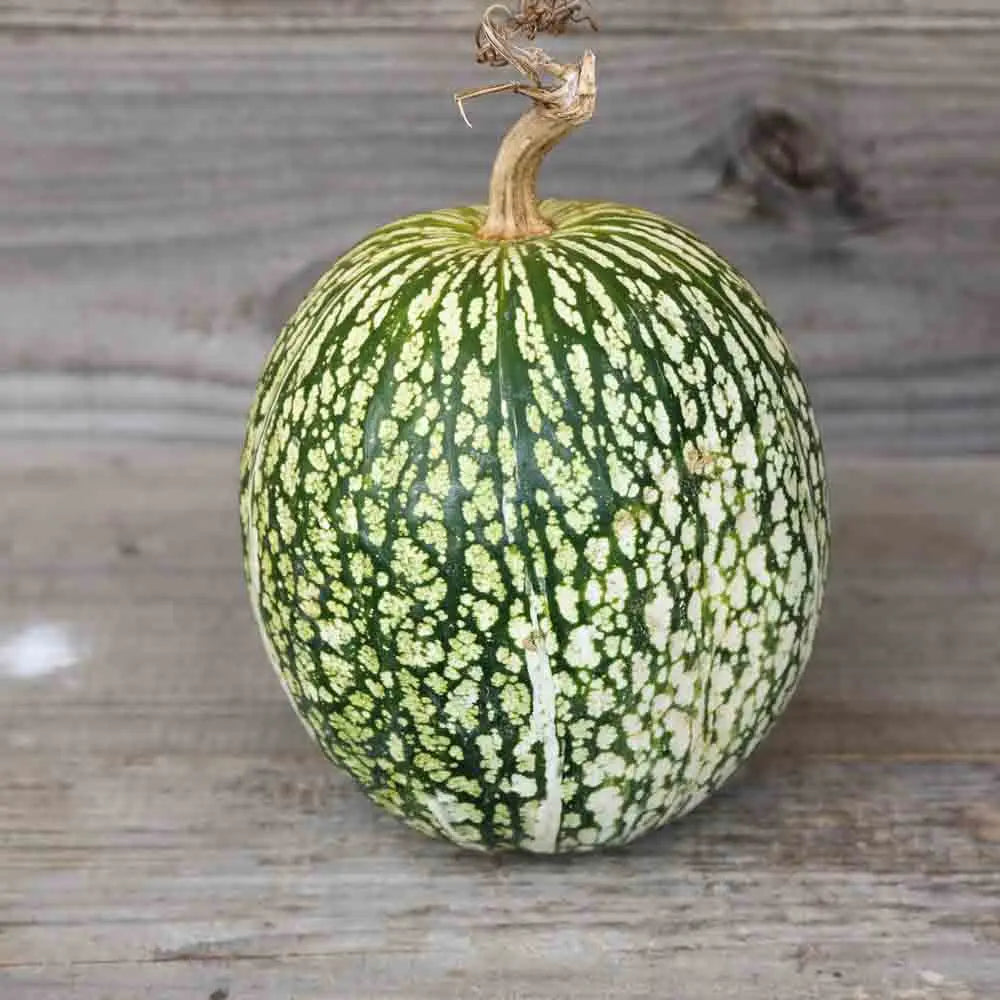 ferme-de-sainte-marthe-courge-de-siam-plant-bio-conservation image 2