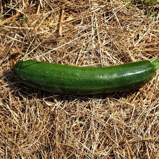 la-bo-te-graines-black-beauty-graines-de-courgette-bio-productive image 1