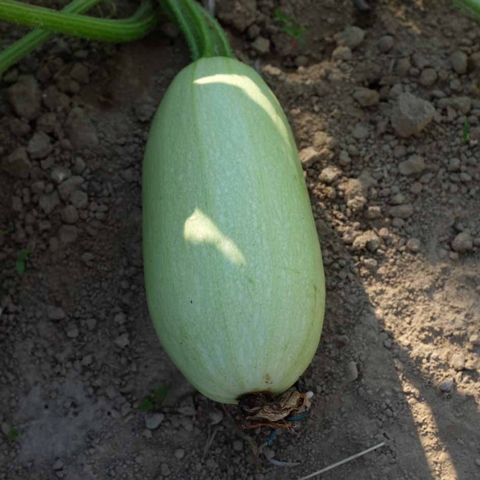 la-bo-te-graines-courge-spaghetti-bio-graines-l-gumes image 3