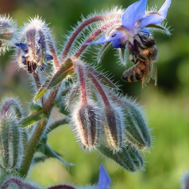 les-semences-de-l-ombelle-bourrache-bleue-graines-bio image 1