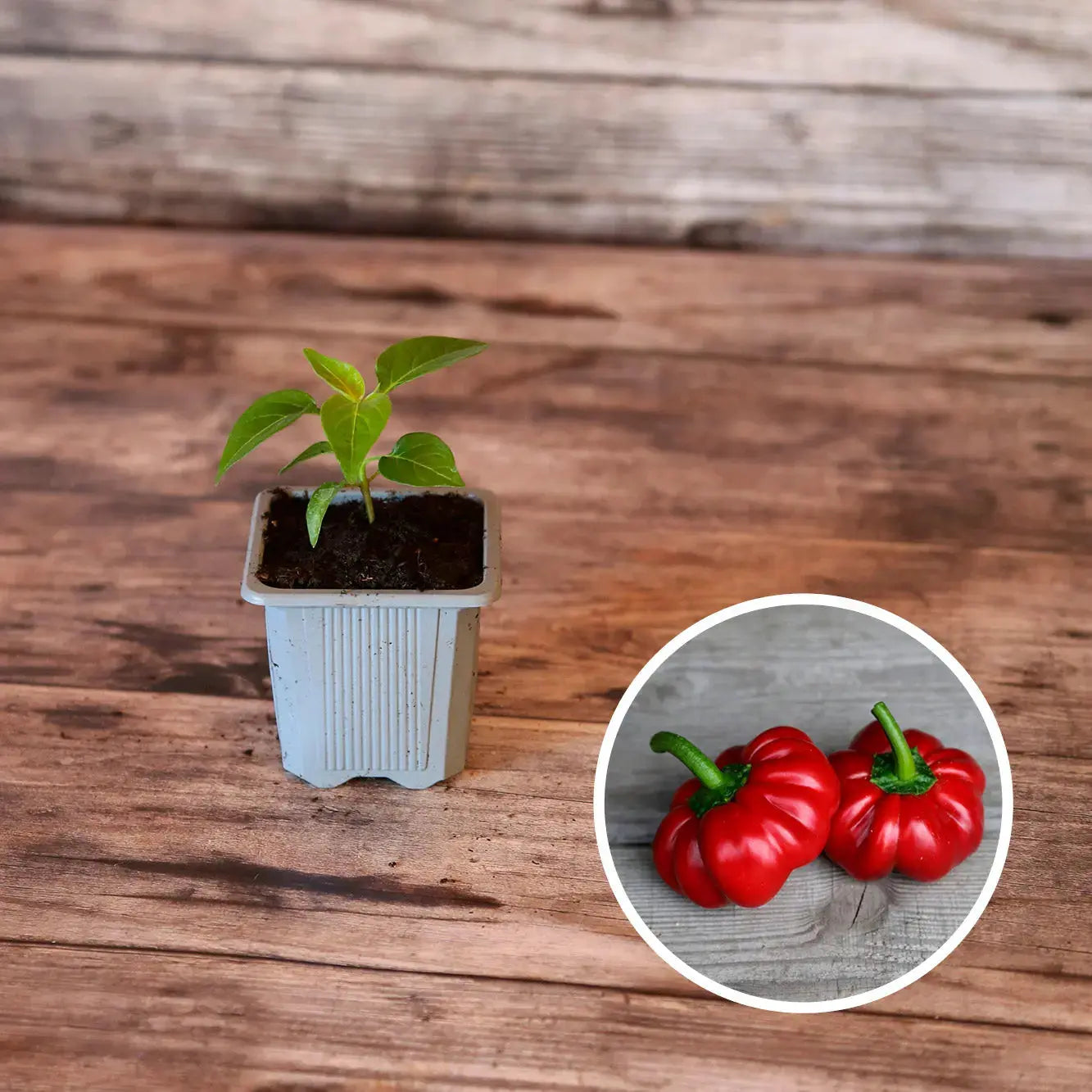 ferme-de-sainte-marthe-carr-potager-gourmand-s-lection-plants image 3